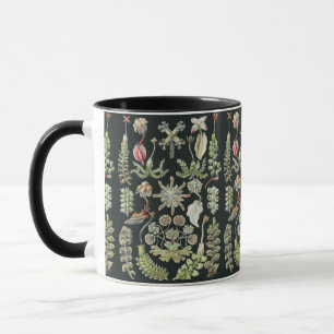 Wissenschaftliche Naturkunst Ernst Haeckel Lebermo Tasse