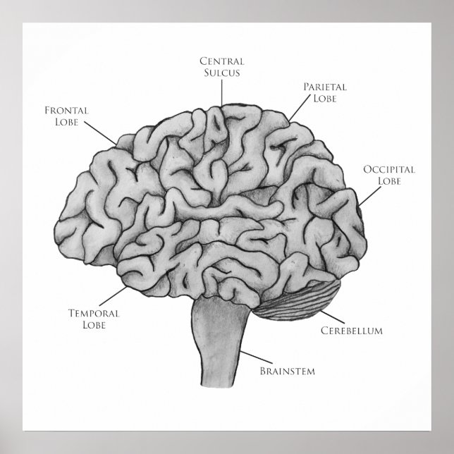Wissenschaftliches Gehirn Poster (Vorne)