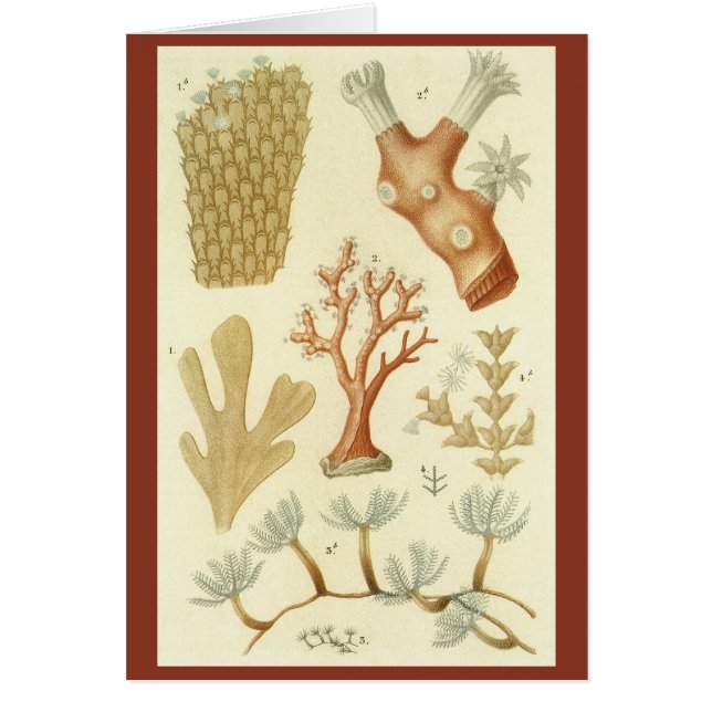 Wissenschaftslehrbuch Biologie, Vintage Korallenti (Vorne)