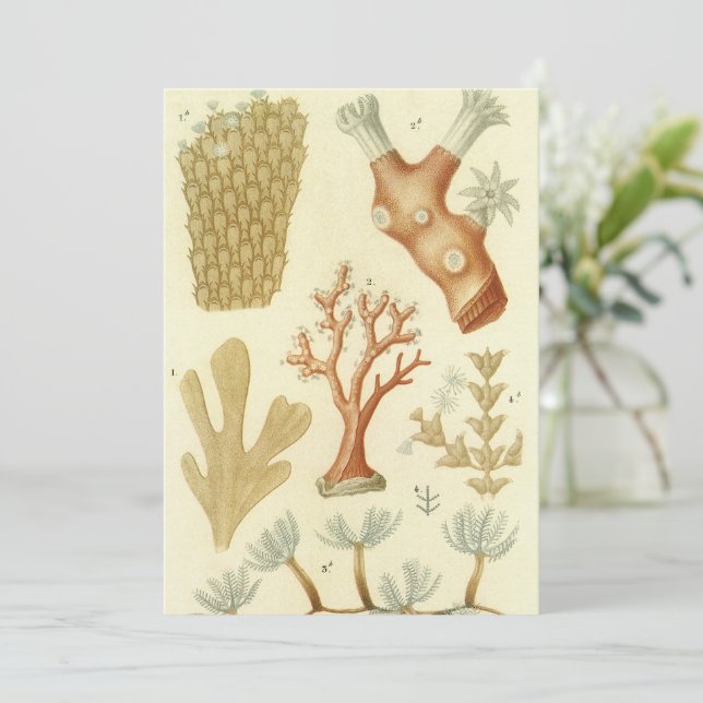 Wissenschaftslehrbuch Biologie, Vintage Korallenti Einladung (Stehend Vorderseite)