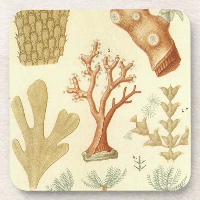 Wissenschaftslehrbuch Biologie, Vintage Korallenti Getränkeuntersetzer (Vorderseite)
