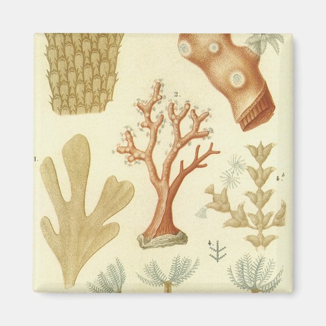 Wissenschaftslehrbuch Biologie, Vintage Korallenti Magnet (Vorne)