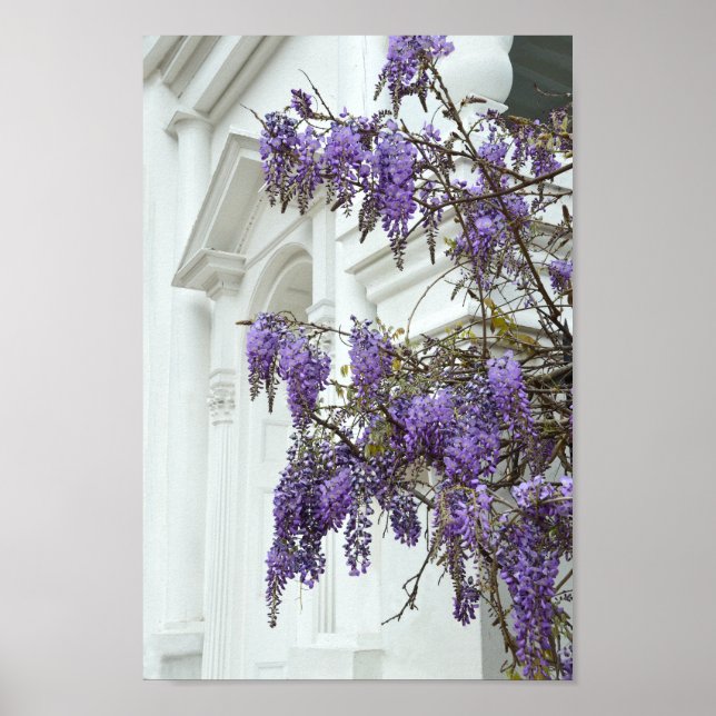 Wisteria, Alte Kirche, Charleston, South Carolina Poster (Vorne)