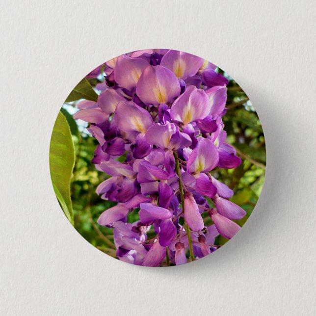 Wisteria Bloom Abzeichen Button (Vorderseite)