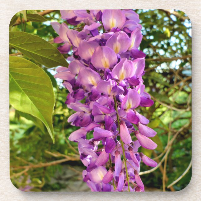 Wisteria Bloom Getränkeuntersetzer (Vorderseite)
