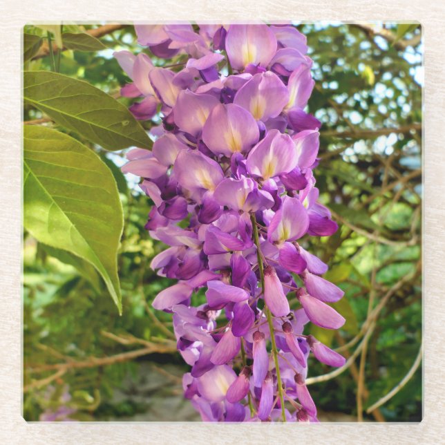 Wisteria Bloom Glasuntersetzer (Vorderseite)
