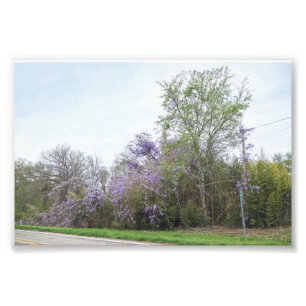Wisteria blüht an einer Texas Road Fotodruck