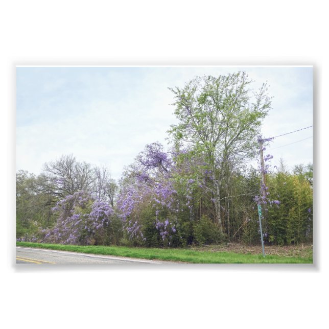 Wisteria blüht an einer Texas Road Fotodruck (Vorne)