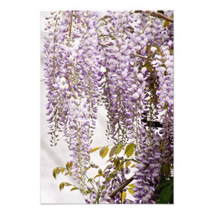 Wisteria-Blume 1 Fotodruck
