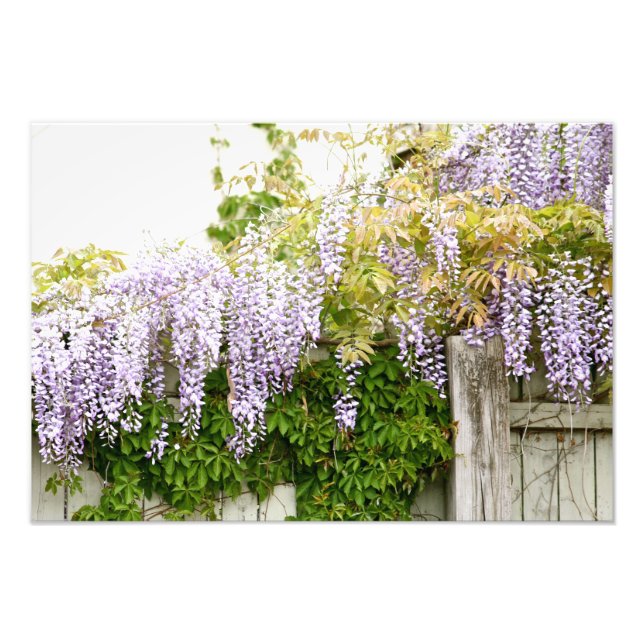 Wisteria-Blume 3 Fotodruck (Vorne)