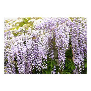 Wisteria Blume Fotodruck