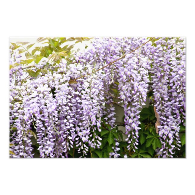 Wisteria Blume Fotodruck (Vorne)