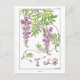Wisteria Blume - Maurice Pillard Verneuil - Postkarte