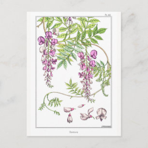 Wisteria Blume - Maurice Pillard Verneuil - Postkarte