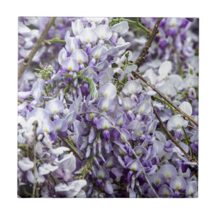 Wisteria Fliese