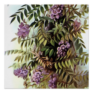Wisteria Frutescens Botanische Malerei Poster