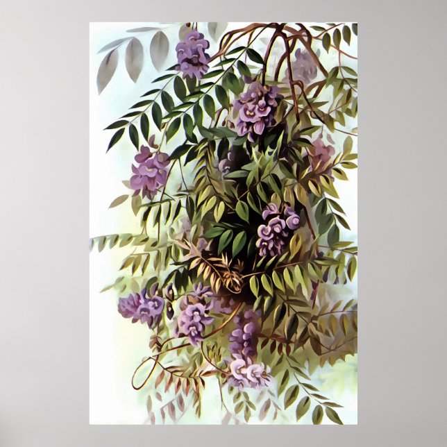 Wisteria Frutescens Botanische Malerei Poster (Vorne)