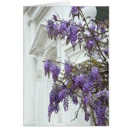 Wisteria, Historischer Charleston South Carolina