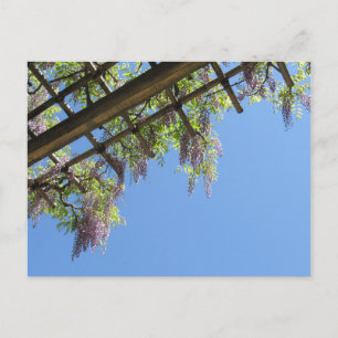 Wisteria: Japan Postkarte