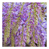 Wisteria Lila Floral Blossom Tree Violet