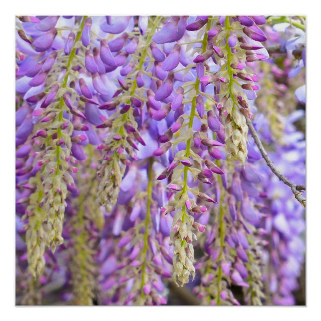 Wisteria Lila Floral Blossom Tree Violet Poster (Vorderseite)