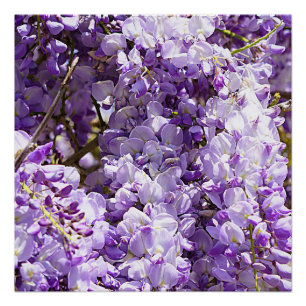 Wisteria Lila Floral Blossom Tree Violet Poster