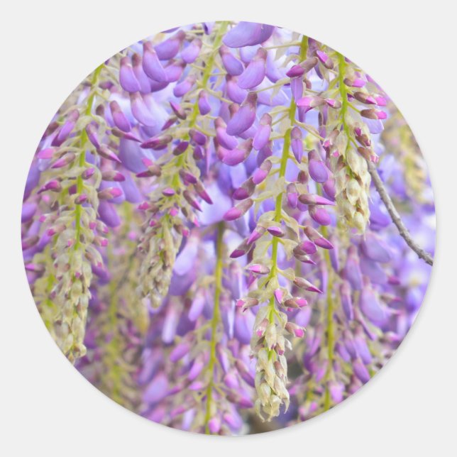 Wisteria Lila Floral Blossom Tree Violet Runder Aufkleber (Vorderseite)