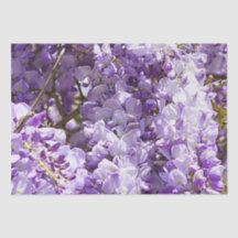 Wisteria Lila Floral Blossom Tree Violet