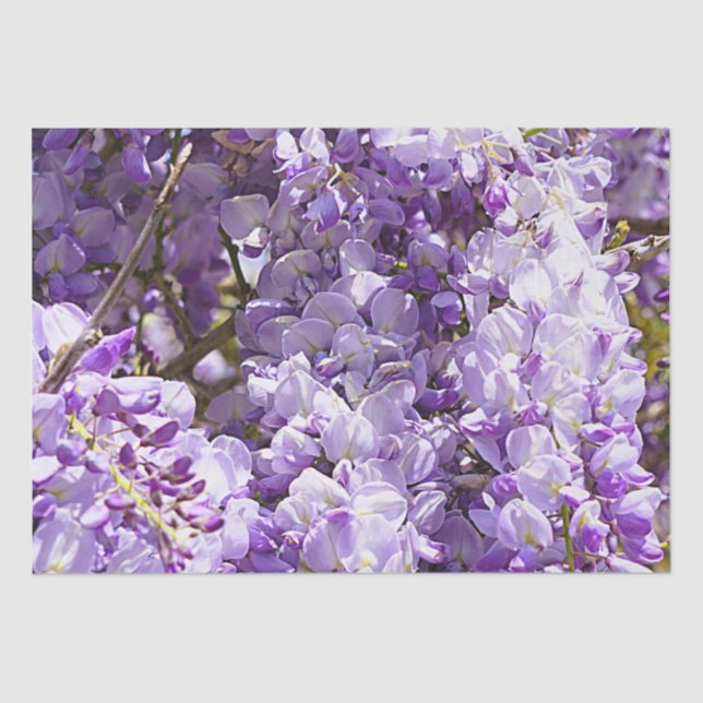 Wisteria Lila Floral Blossom Tree Violet Seidenpapier (Vorderseite)