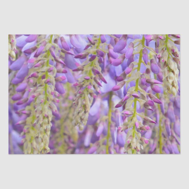 Wisteria Lila Floral Blossom Tree Violet Seidenpapier (Vorderseite)