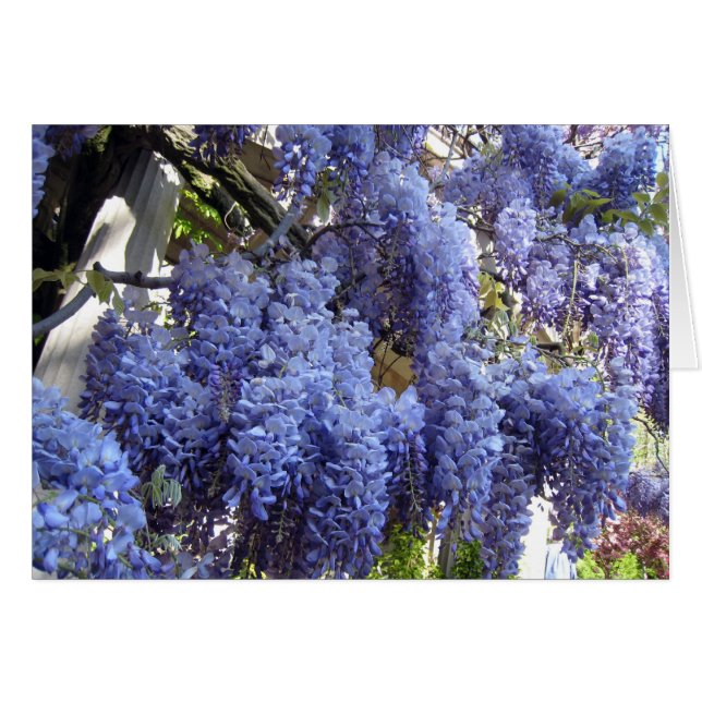 Wisteria-nahes hohes (Vorderseite (Horizontal))