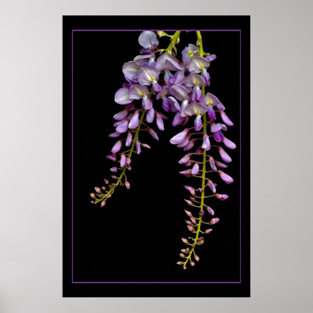 Wisteria Poster (Vorne)