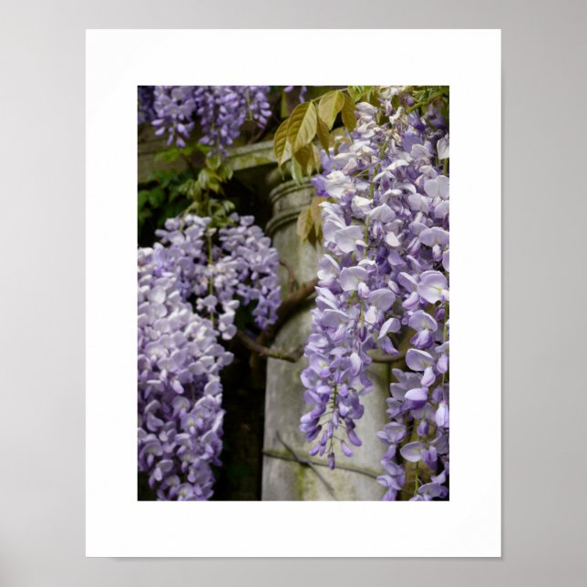 Wisteria Poster (Vorne)