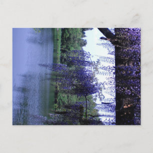 Wisteria Postkarte