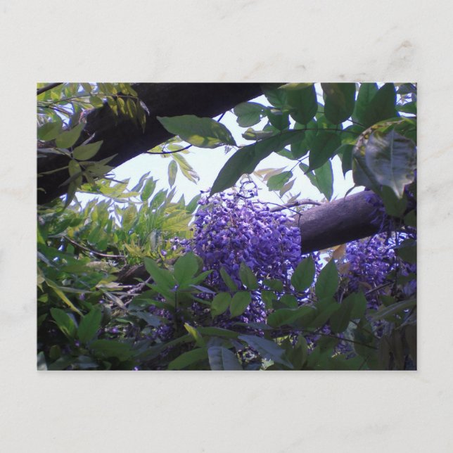 Wisteria Postkarte (Vorderseite)