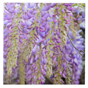 Wisteria Purple Flowers Fliese