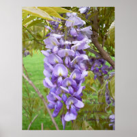 "Wisteria".. Schriftzüge
