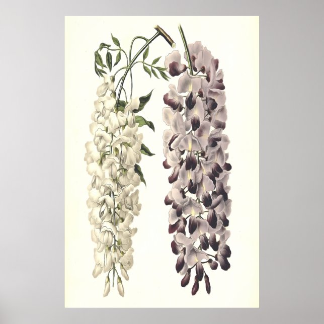 Wisteria Sinensis Botanische Kunst Abgeschieden au Poster (Vorne)