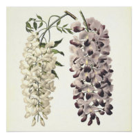 Wisteria Sinensis Botanische Kunst Abgeschieden au