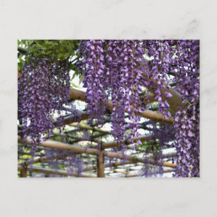Wisteria Trellis: Kameido Tenjin, Tokio Postkarte