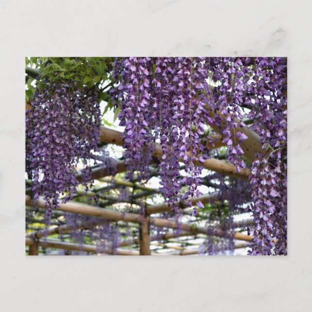 Wisteria Trellis: Kameido Tenjin, Tokio Postkarte (Vorderseite)