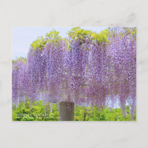 Wisteria Viewing:Postcard Postkarte