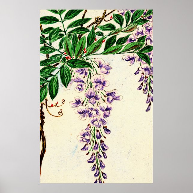 Wisteria Vine Blooms 1870 Poster (Vorne)