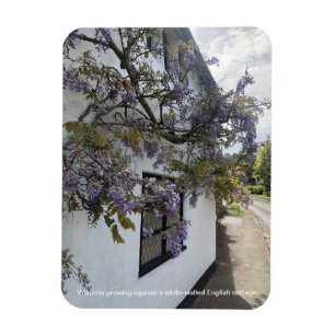 Wisteria wächst gegen eine weiße Hütte Magnet