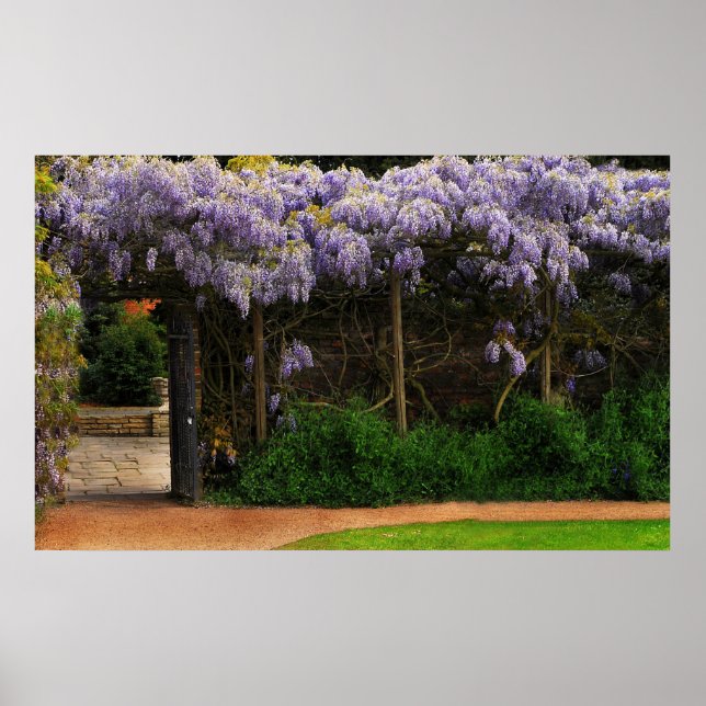 Wisteria Wall Poster (Vorne)