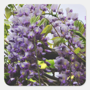 Wisteria-Weinaufkleber Quadratischer Aufkleber
