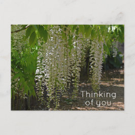 Wisteria White Garden Blume Denken Sie Postkarte