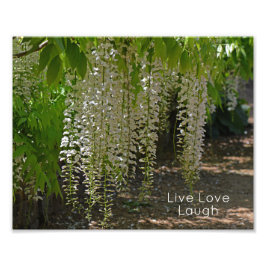 Wisteria White Garden Blume Live Liebe Fotodruck