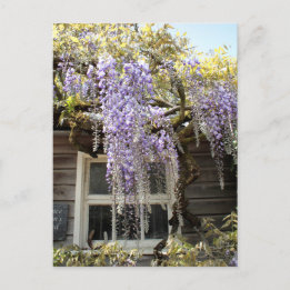 Wisteria Window - Wisteria Blume Locarno Postkarte