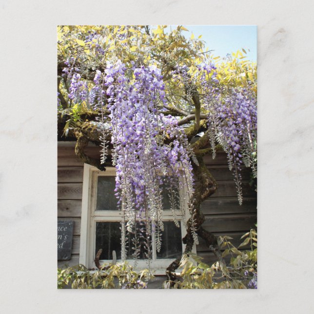 Wisteria Window - Wisteria Blume Locarno Postkarte (Vorderseite)